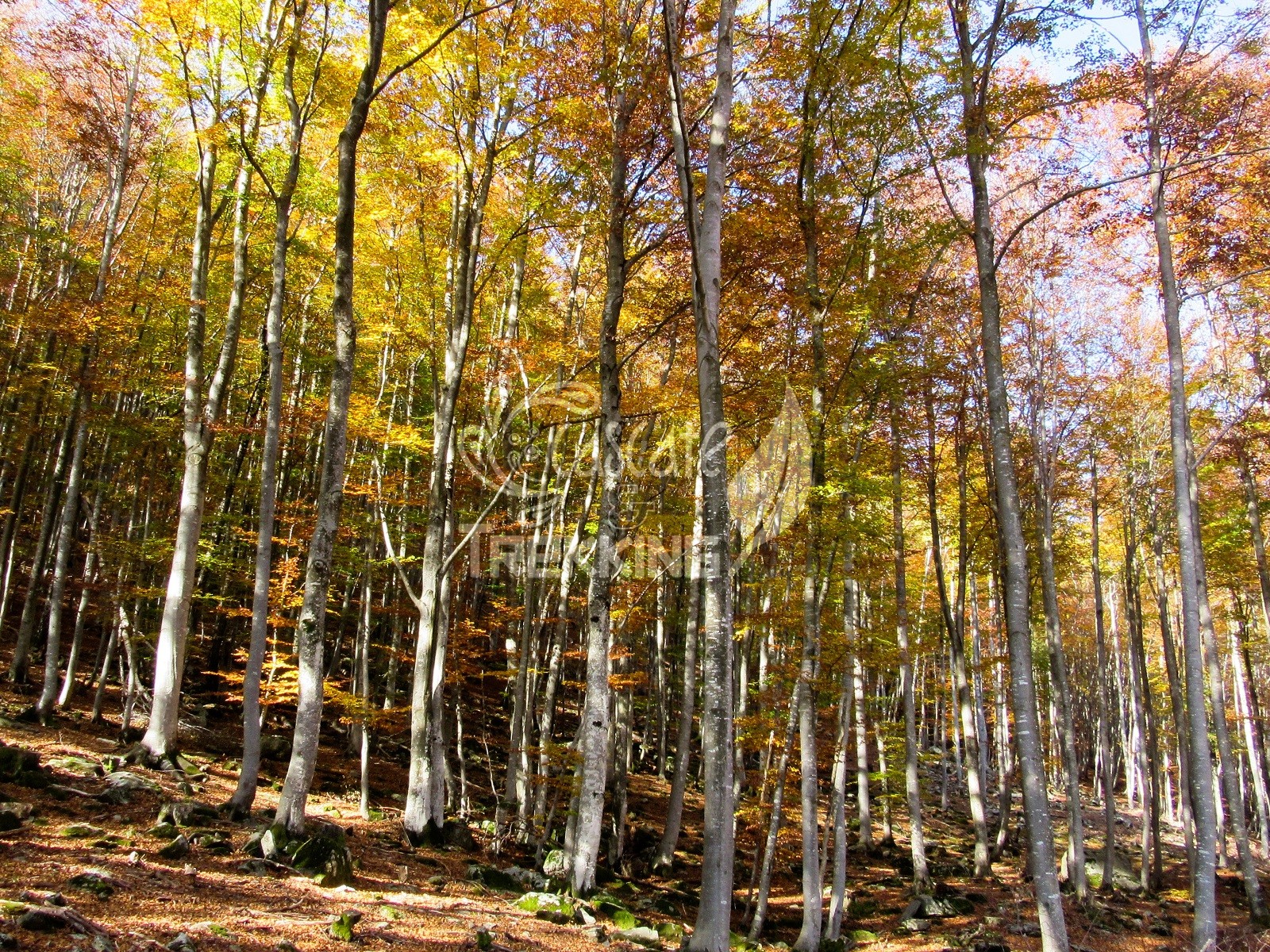 Foliage1